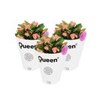 Queen Euphorbia Milii Q15