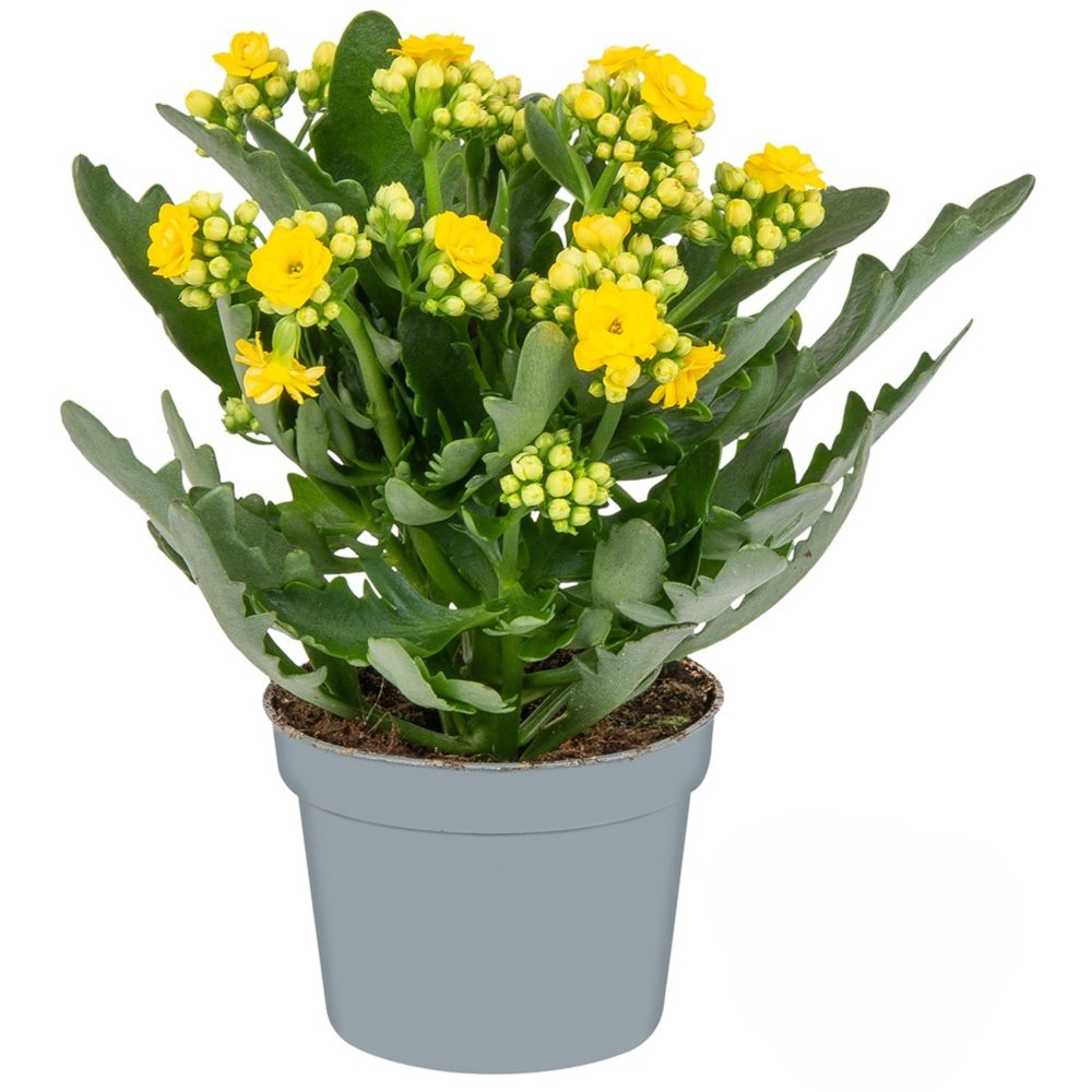 Queen Kalanchoe Q10,5