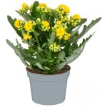 Queen Kalanchoe Q10,5
