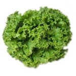Salata Kıvırcık Adet
