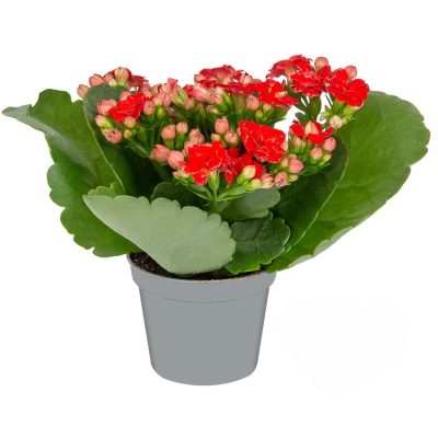 Queen Mini Kalanchoe