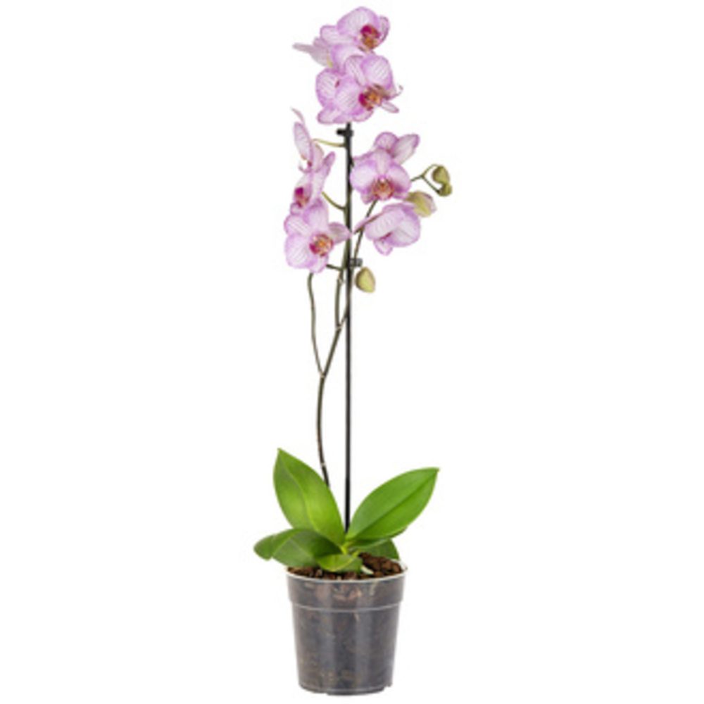 Solo Plant Orkide Q12 ( 50-70 Cm )