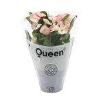 Queen Euphorbia Milii