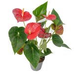 Anthurium