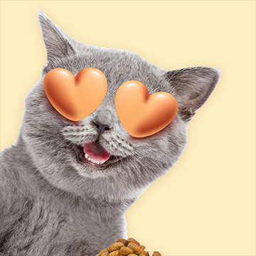 Kedi
